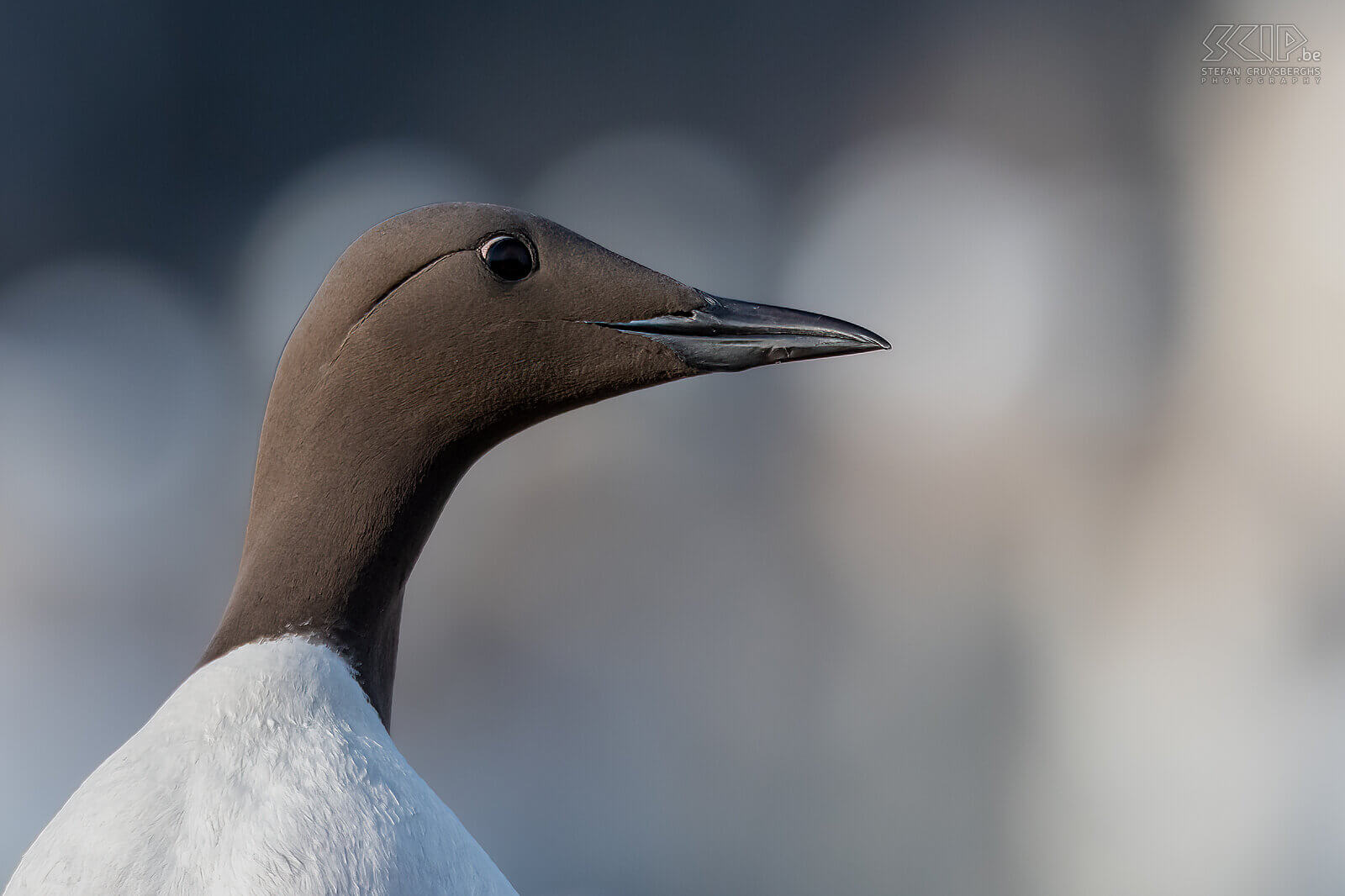 Farne Islands - Guillemot The Farne Islands are home to more than 25 nesting bird species. One of them is the guillemot. It is estimated that over 100,000 individual guillemots inhabit the island, so you can't miss them during a boat trip. Stefan Cruysberghs